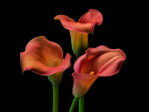 728066 (a): :5331x4016
